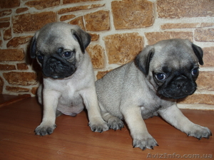 Мопсы - толстопопики #387510