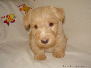 Продаются щенки скотч-терьера #370738