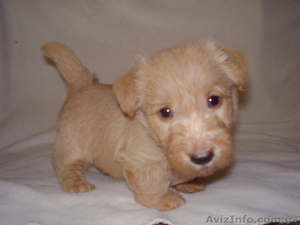 Пpoдaются щенки скoтч-теpьеpa #370744