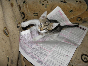 отдам кошечку в хорошие руки #377960