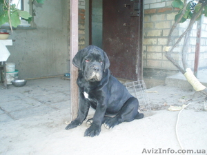 кане-корсо черного окраса щенков  #392087