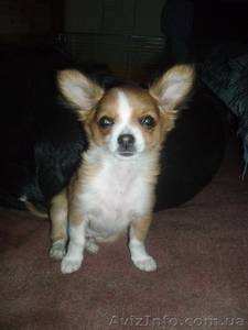 чихуа мальчик длинношерстный #392089