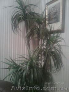 Искусственная пальма #387047