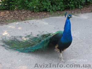 Продам павлинов Черноплечих,  цена договорная. #370412