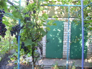 Продаю дачу в Лупарево #376461