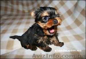 Продаются щенки Йоркширского терьера срочно!! #380803