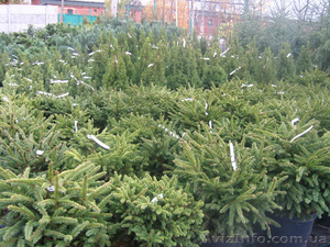 декоративные вечнозеленые растения #381567