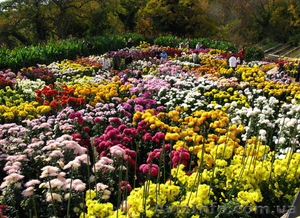 Бал хризантем 2013. Навигатор Украина. Сборный тур в Крым из Харькова! #382237