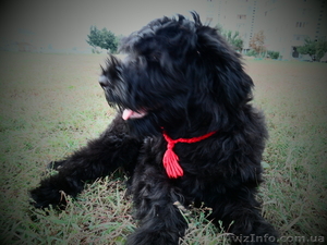 Щенки русского черного терьера в Харькове #384941