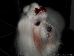 стрижка собак и кошек на дому #333223