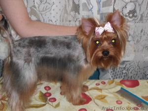 уход за домашними питомцами #382798