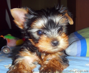 Щенки йорка.Мальчики.КСУ #370399