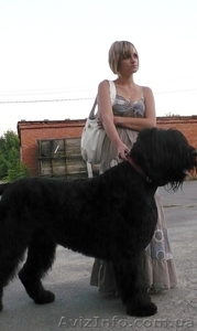 Щенки черного терьера,  кобели для вязок #394030