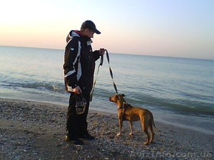 ДРЕССЕРОВКА СОБАК В ЛЮБОМ РАЙОНЕ ГОРОДА И ПРИГОРОДА!!! #390270