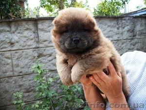 Щенки  Чау-Чау  от титулованных производителей. #365067