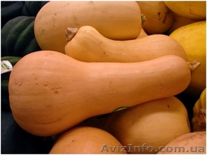 Продам домашнюю тыкву #389340