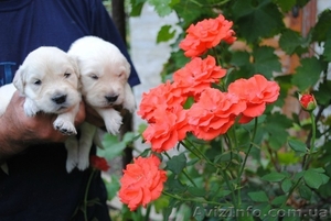 Щенки золотистого ретривера от титулованных родителей #380004