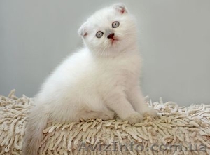 Сладкий вислоухий котенок #376093