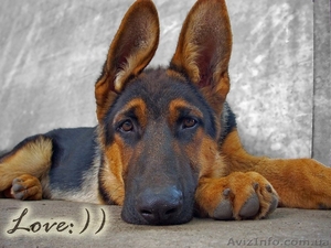 Продам щенков немецкой овчарки и взрослых собак #371653