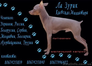 Той-терьер,  щенки голубого окраса. #374540