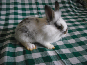 продаются декоративные кролики ангора #417588