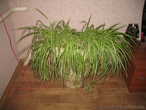 комнатные растения цветы #424655