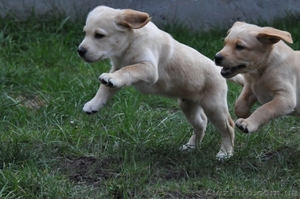 Продаются щенки лабрадора,  недорого! #402195