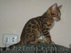 Бенгальские   котята. #418168