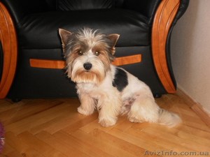 Бивер Йоркширский терьер #404121