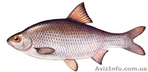 Продам риба свіжа,  охолоджена та свіжоморожена (шокова заморозка) #416944