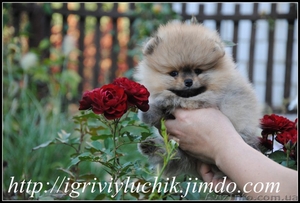померанский шпиц щенки.Доставка по Украине #415231