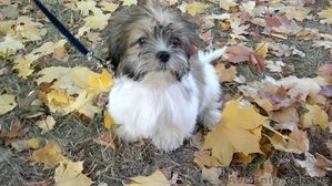 мальчик бивер йорк 3, 5 мес #403769