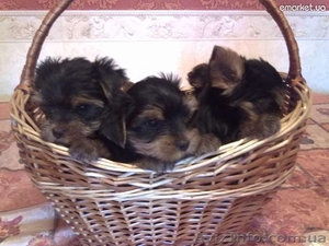 Мальчики и девочка-йорики #401621