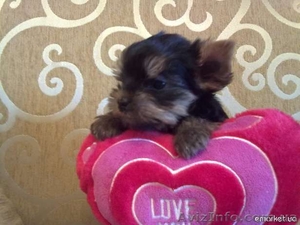 щеночки йорширского терьера #399478