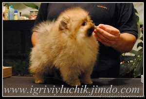 шпиц немецкий, померанский.Доставка по Украине #387706