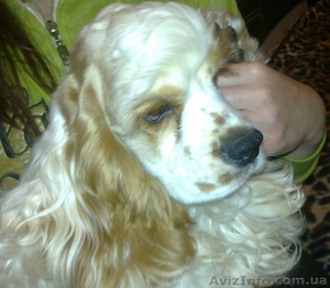 Щенки американского кокер-спаниеля,  Вся Украина #326406