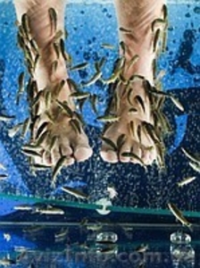 Рыба доктор Garra rufa #397347