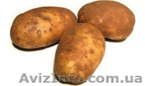 Срочно куплю картофель #402461