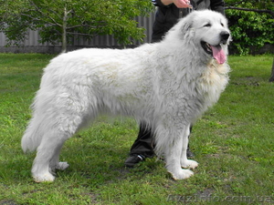 Пиренейская горная собака #417712