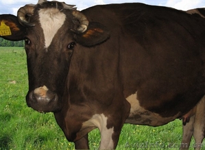 продам корову дешово #403019