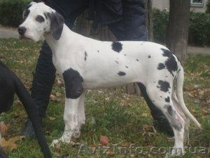 Немецкий дог. Девочки мраморного и плащевого окраса #408947