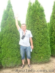 Туя. Туя западная. Туя уход. Туя цена. #413324