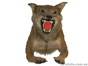 Чучело волка_чучело #420824