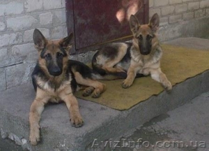 Срочно продаються щенки #423050