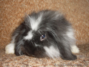 Вислоухий кролик декоративный #423824