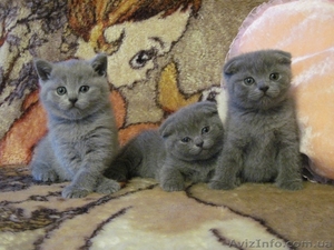Продам котят: Скотиш страйт и скотиш фолды #423845