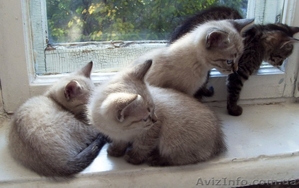 Очаровательные котята ищут хозяев! #410483