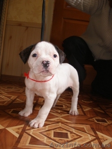 Шикарный щенок американского бульдога #418933