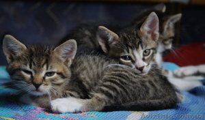 Отдам милых котят в заботливые руки #416362