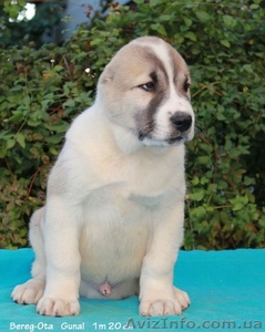 Продам щенков   СРЕДНЕАЗИАТСКОЙ  ОВЧАРКИ ( АЛАБАЯ) #405637